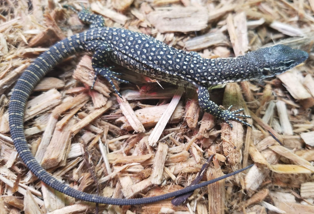 Baby Peacock Monitor – Reptile Pets Direct