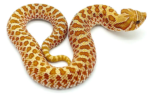 Toffee Belly Western Hognose Snake - Reptile Pets Direct