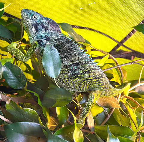 Giant Spiny Chameleon (Furcifer verrucosus) - Reptile Pets Direct