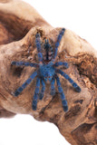 Antilles Pink Toe Tarantula (A. versicolor) - Reptile Pets Direct