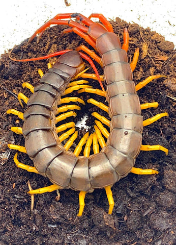 Vietnamese Centipede - Reptile Pets Direct