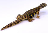 Saharan (Nigerian) Uromastyx - Reptile Pets Direct
