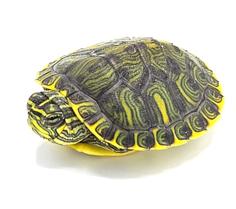 Yellow Belly Slider Babies - Reptile Pets Direct